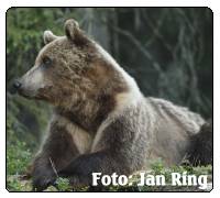 Bear safari. Bjrnsafari i Hrjedalen